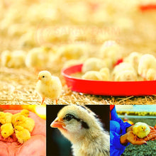 Load image into Gallery viewer, Day Old Chicks Feeding Plate
