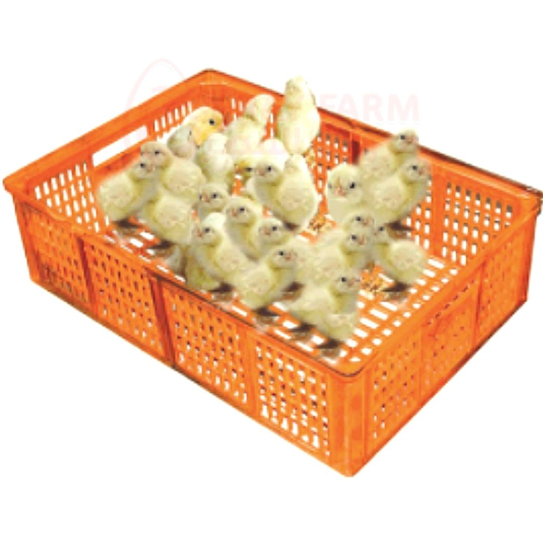 Plastic Chicks Boxes